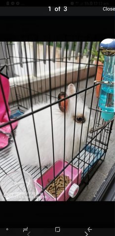 Snowy - Angora Rabbit Rabbit