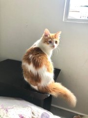 Olivia - Domestic Long Hair Cat