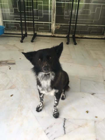 Maomao - Border Collie Dog