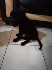 Blacky - Mixed Breed Dog