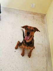 Coco  - Mixed Breed Dog