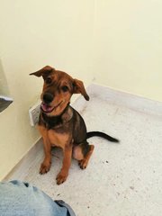 Coco  - Mixed Breed Dog