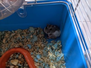 Coco Coki - Short Dwarf Hamster + Common Hamster Hamster