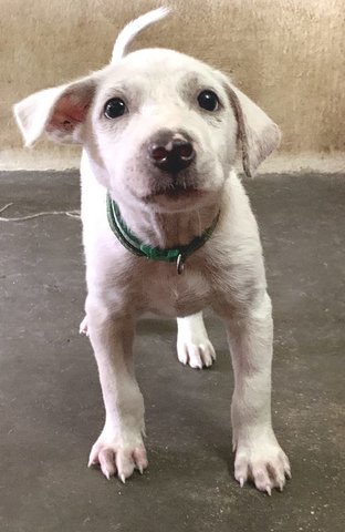 White Puppy In Langkawi Needs A Home - Mixed Breed Dog