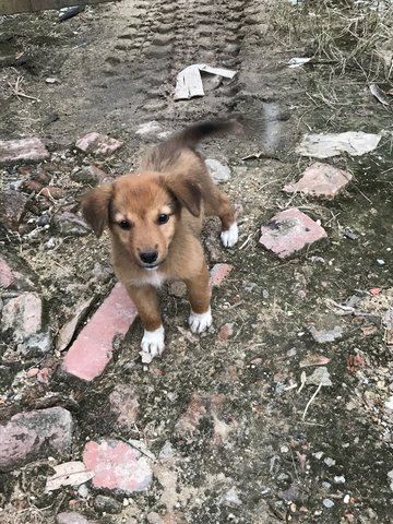 Socks - Mixed Breed Dog