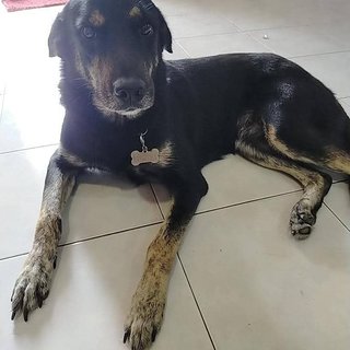 Dora - German Shepherd Dog + Labrador Retriever Dog