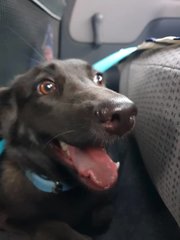 Lizzy at 1 year in the backseat of the car