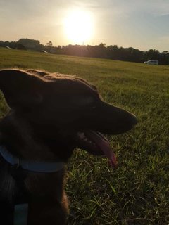 Looking magnificent in the evening sun during our walk