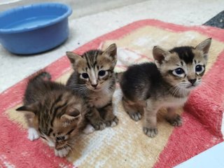 Cute Kittens - Domestic Short Hair Cat