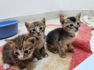 Cute Kittens - Domestic Short Hair Cat