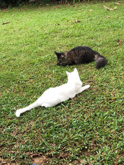 Snowy - Domestic Short Hair Cat