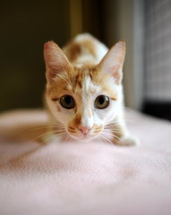 Apricot (Now Georgie) - Domestic Short Hair Cat