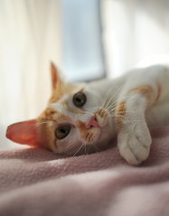 Apricot (Now Georgie) - Domestic Short Hair Cat