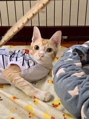 Sidley (Now Arthur) - Domestic Short Hair Cat