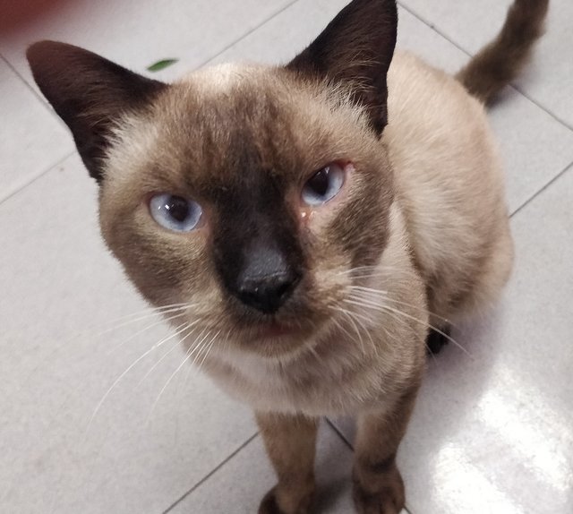 PF102528 - Siamese Cat