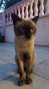 PF102528 - Siamese Cat