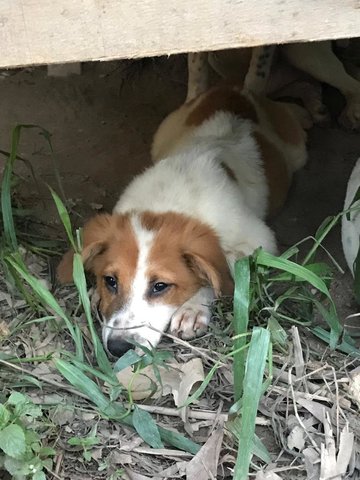 Louis - Mixed Breed Dog