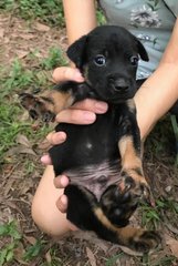 Cheeky - Mixed Breed Dog