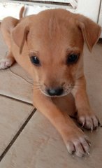 Charlie - Mixed Breed Dog