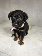 Polly - Mixed Breed Dog