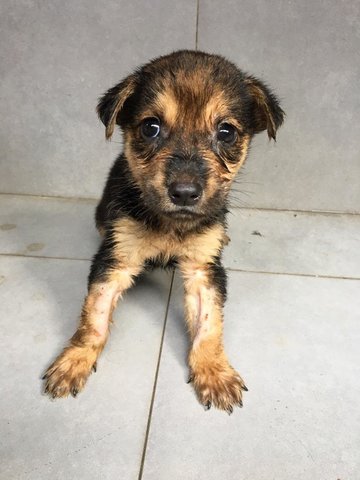 Henry - Mixed Breed Dog