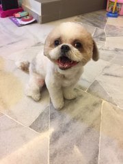 Ah Boy - Shih Tzu Dog