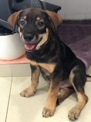 Theo - Hound Mix Dog