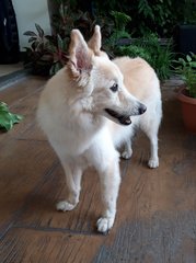 Bella (Our Name For Her) - Spitz Dog