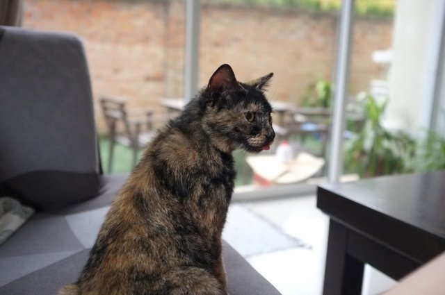 Maia - Tortoiseshell Cat