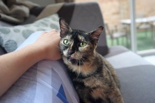 Maia - Tortoiseshell Cat