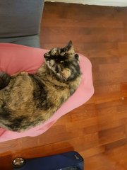 Maia - Tortoiseshell Cat