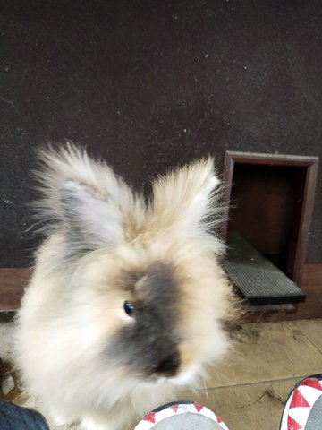 Miao Miao  - Lionhead Rabbit