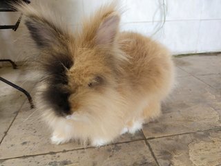 Miao Miao  - Lionhead Rabbit