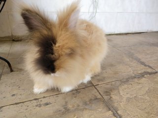 Miao Miao  - Lionhead Rabbit