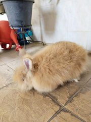 Miao Miao  - Lionhead Rabbit