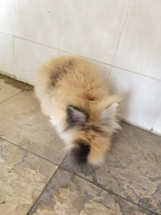 Miao Miao  - Lionhead Rabbit