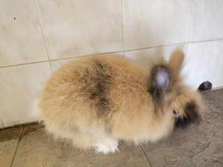 Miao Miao  - Lionhead Rabbit