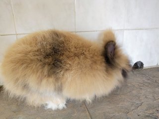 Miao Miao  - Lionhead Rabbit