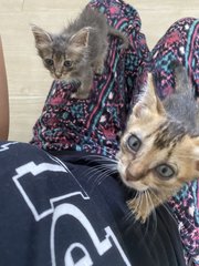 Kitten 1 &amp; 2 - Domestic Short Hair + Domestic Medium Hair Cat