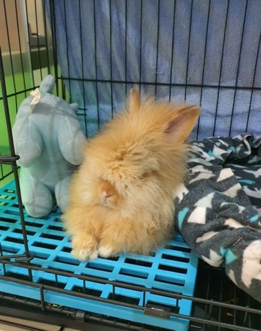 Covid The Rabbit - Angora Rabbit + Lionhead Rabbit