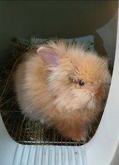 Covid The Rabbit - Angora Rabbit + Lionhead Rabbit