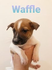 Waffle - Mixed Breed Dog