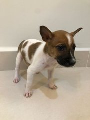 Waffle - Mixed Breed Dog