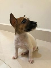 Waffle - Mixed Breed Dog