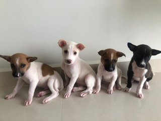 Waffle - Mixed Breed Dog
