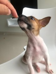 Waffle - Mixed Breed Dog