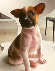 Waffle - Mixed Breed Dog