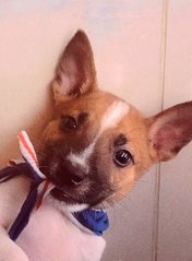 Waffle - Mixed Breed Dog