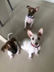 Waffle - Mixed Breed Dog