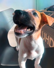 Waffle - Mixed Breed Dog